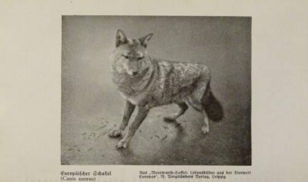 1926 - Europäischer Schakal / Langhaariger Bernhardiner, ... - alter Druck